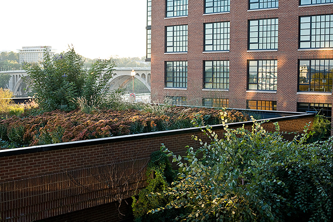 Rooftop garden, October, Washington, DC. Oehme, van Sweden & Assoc.