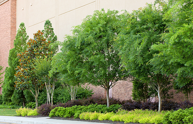 Stony Point Fashion Park, Richmond, VA, Chapel Valley Landscape Co.