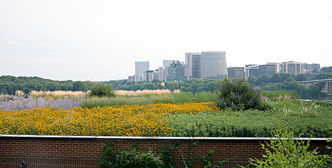 Rooftop garden, July, Washington, DC. Oehme, van Sweden & Assoc.