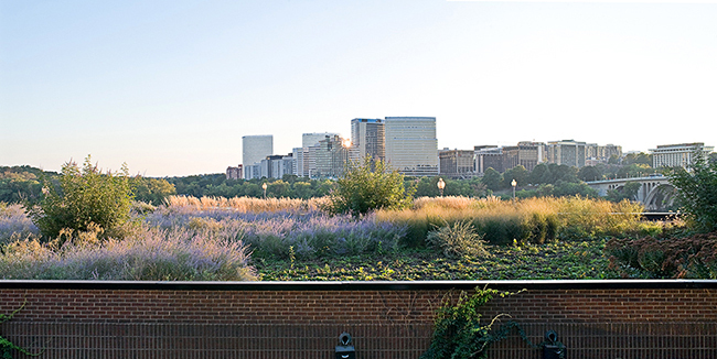 Rooftop garden, October, Washington, DC. Oehme, van Sweden & Assoc.