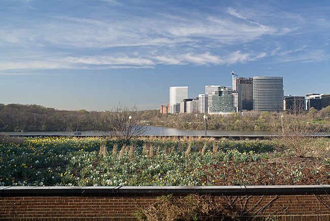Rooftop garden, March, Washington, DC. Oehme, van Sweden & Assoc.