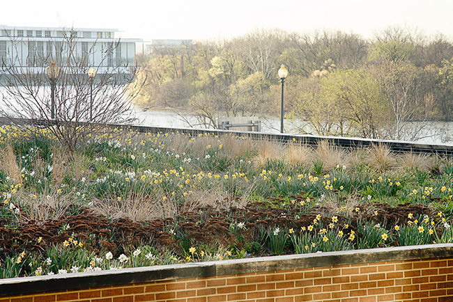 Rooftop garden, March, Washington, DC. Oehme, van Sweden & Assoc.