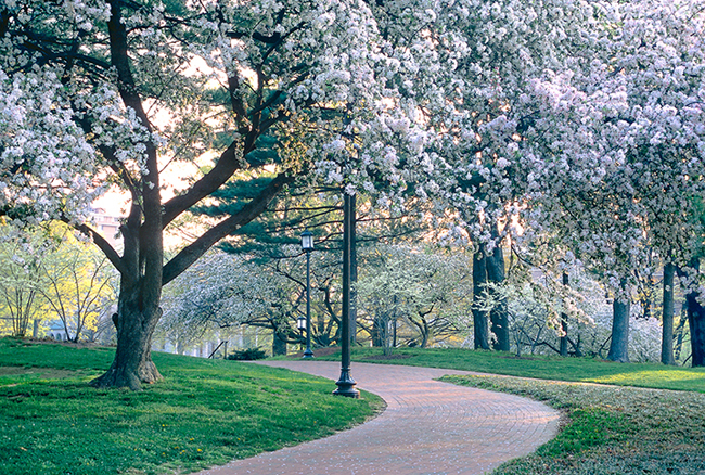 Johns Hopkins University, Baltimore, MD. Michael Vergason Landscape Architects.