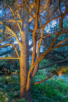 ©2022 Roger Foley - All Rights Reserved