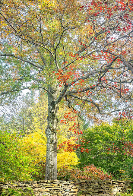 Oak In Autumn
30"H x 20"W