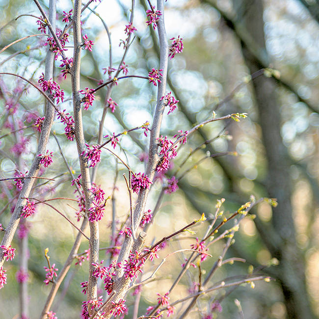 Redbuds Spring To Life
13.3"H x 13.3"W