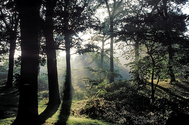 Arnold Arboretum of Harvard University, Boston, MA