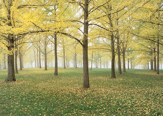 The State Arboretum of Virginia, Boyce, VA