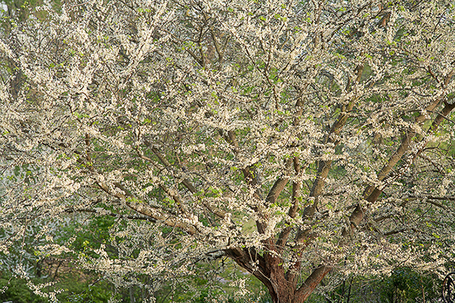 The State Arboretum of Virginia, Boyce, VA