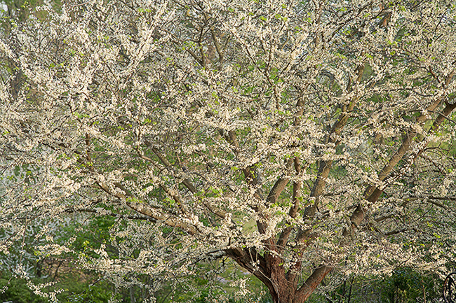 The State Arboretum of Virginia, Boyce, VA