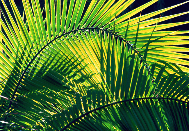 Marie Selby Botanic Gardens, Sarasota, Florida